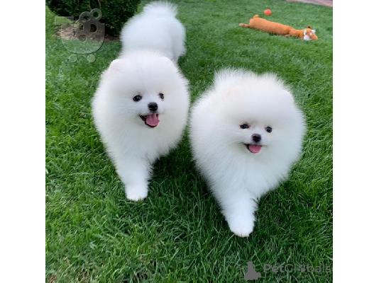 PoulaTo: Pomeranian κουτάβια .Whatsapp/Viber +48785742139